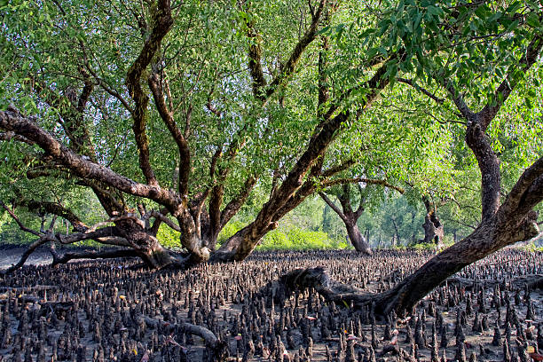 Complete Travel Guide to Sundarban – Wildlife, Adventure &amp; Essential Tips