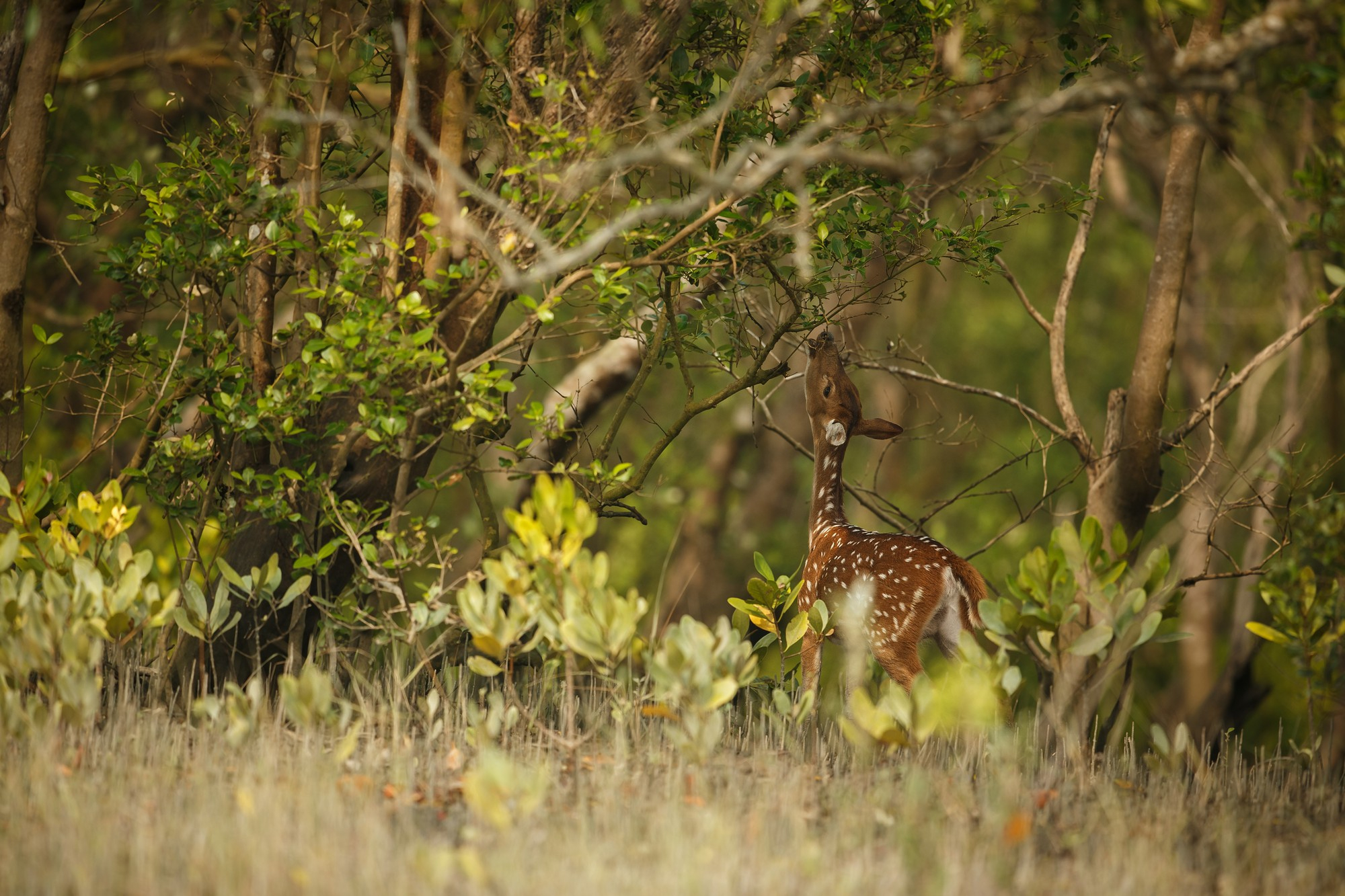 Sundarban