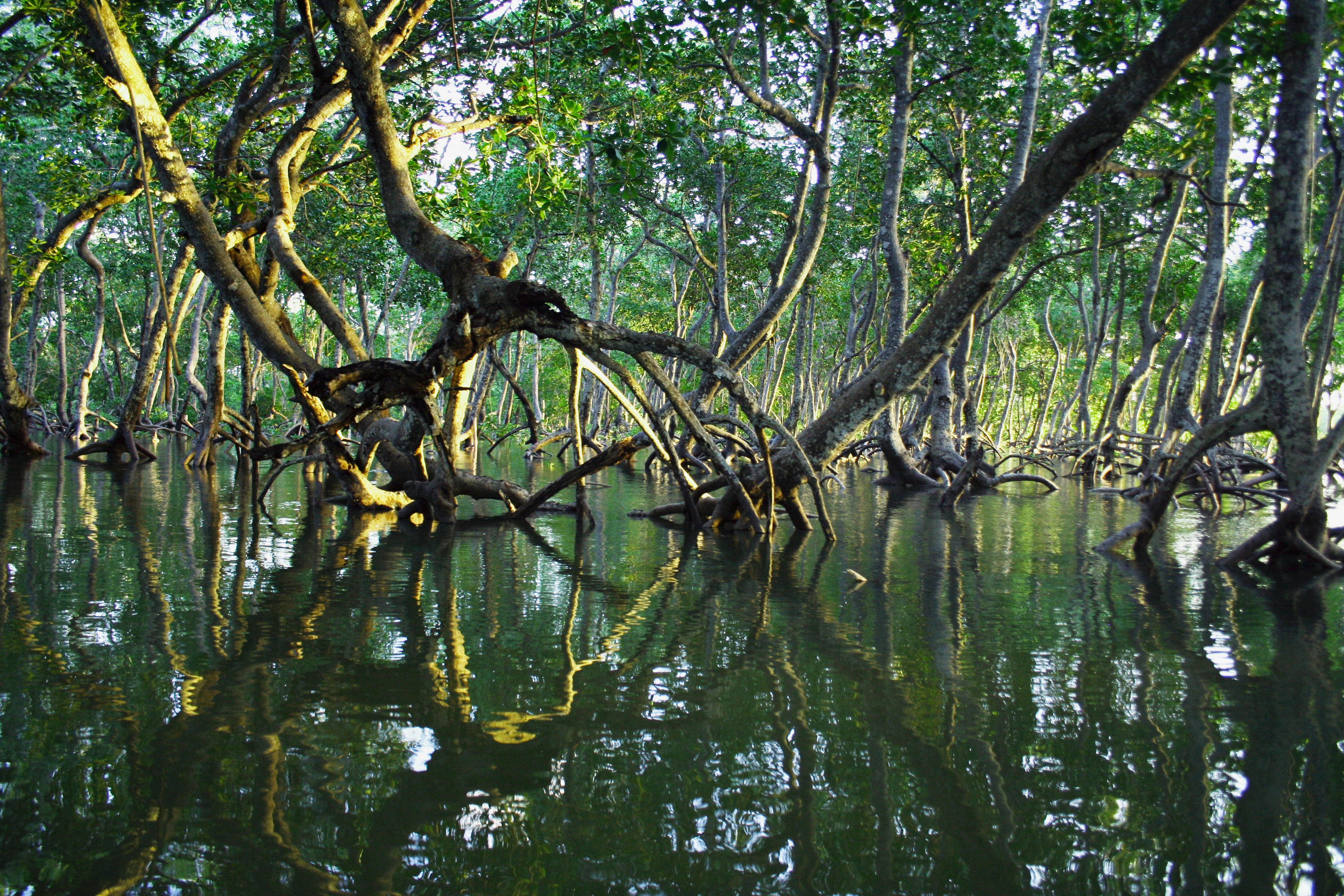 Sundari tree